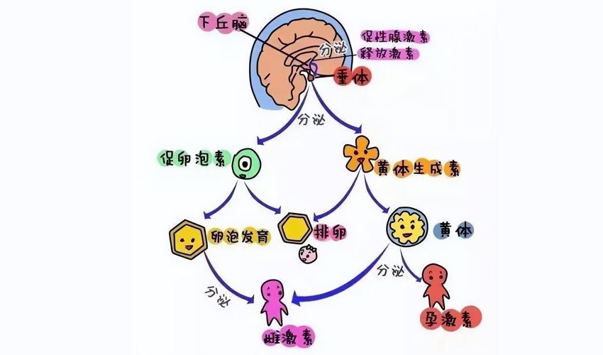 Histrelin Drug | Shaanxi BLOOM Tech Co., Ltd Histrelin Drug | Shaanxi BLOOM Tech Co., Ltd
